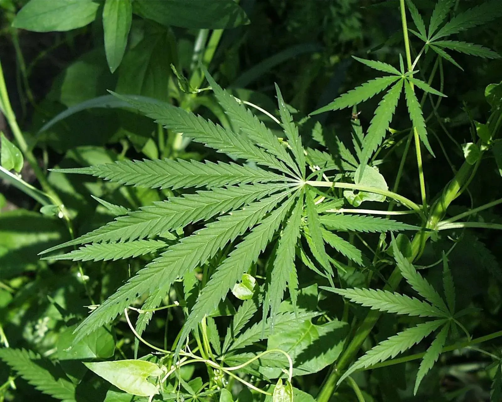 Cannabis & Hemp (CBD) testing